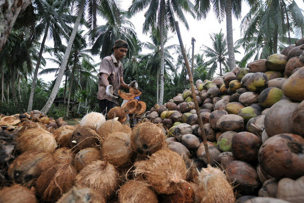 kebun kelapa Bogor
